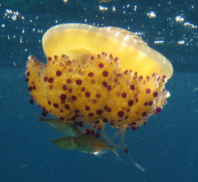 Simbionti (Seriola cf. fasciata e Trachurus sp.)